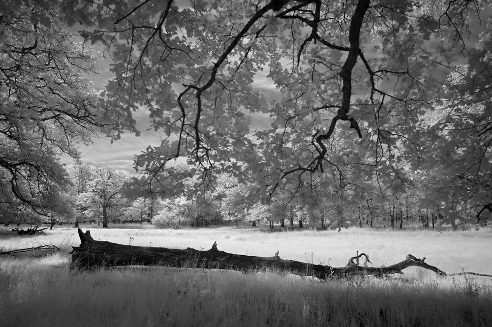 Souche et lande / Prairie de la Hannetière / Forêt de Chambord