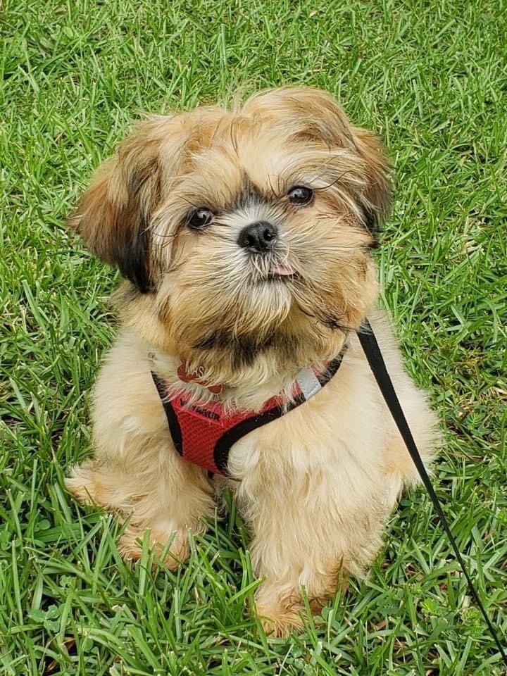 Shih Tzu puppy wearing a red harness lying in green grass.