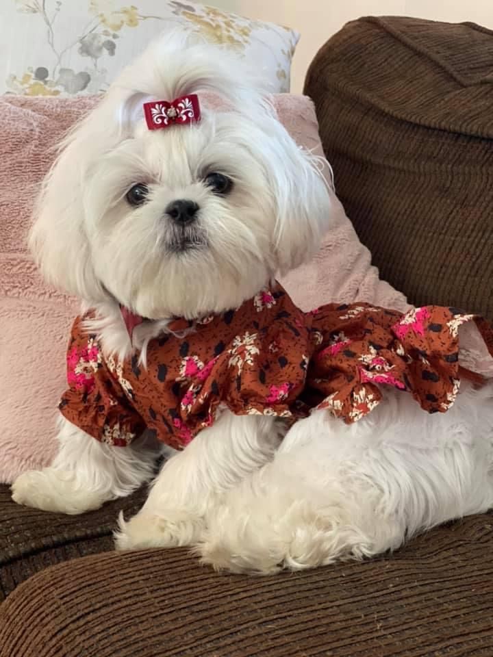 White Maltese dog wearing red floral dress and bow relaxing on brown couch.