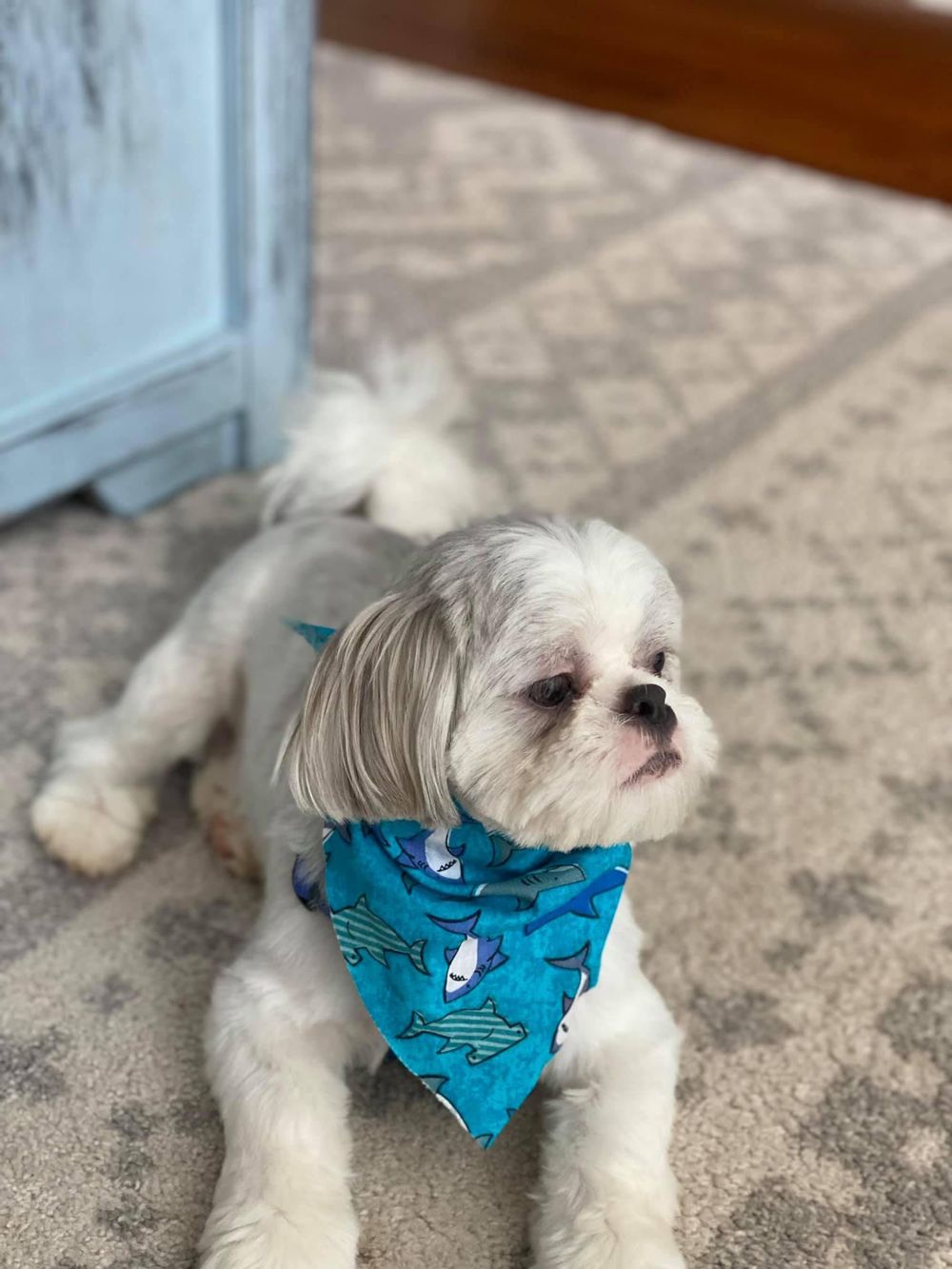 White Maltese dog with blue fish bandana resting on gray carpet.