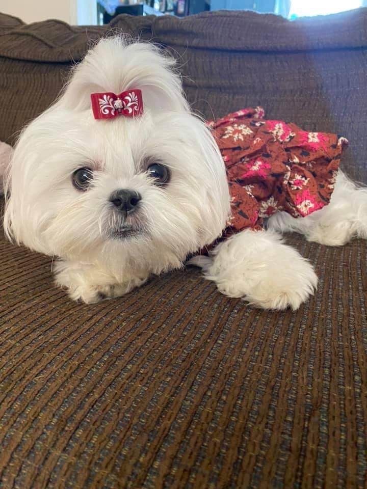 White Maltese with red bow and floral dress lounging on brown textured couch.