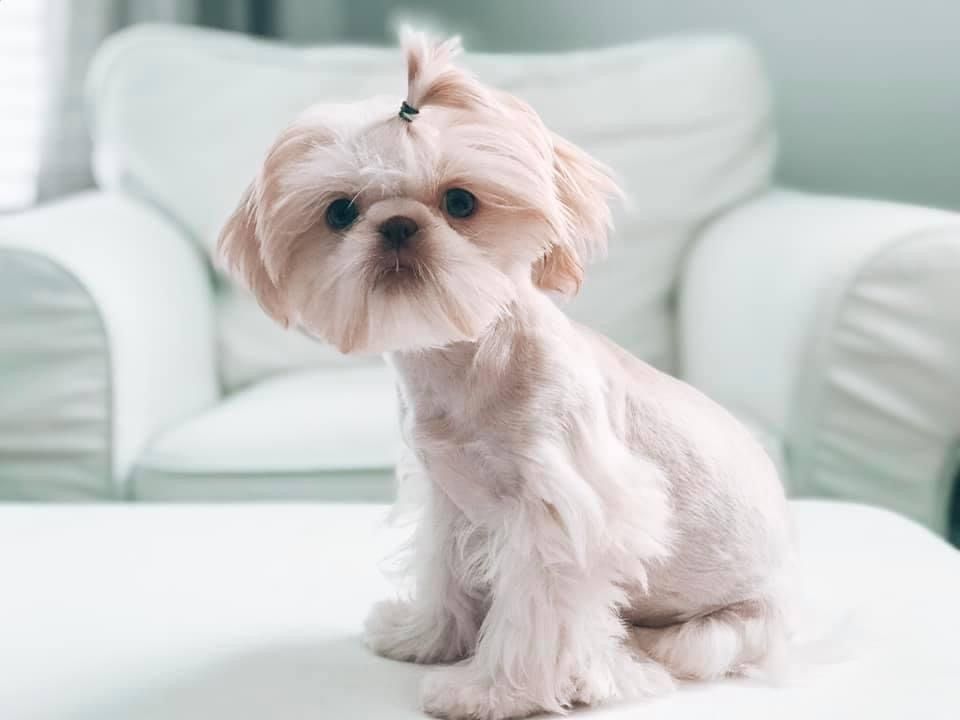 Adorable white Maltese puppy with a bow sitting on a white couch.