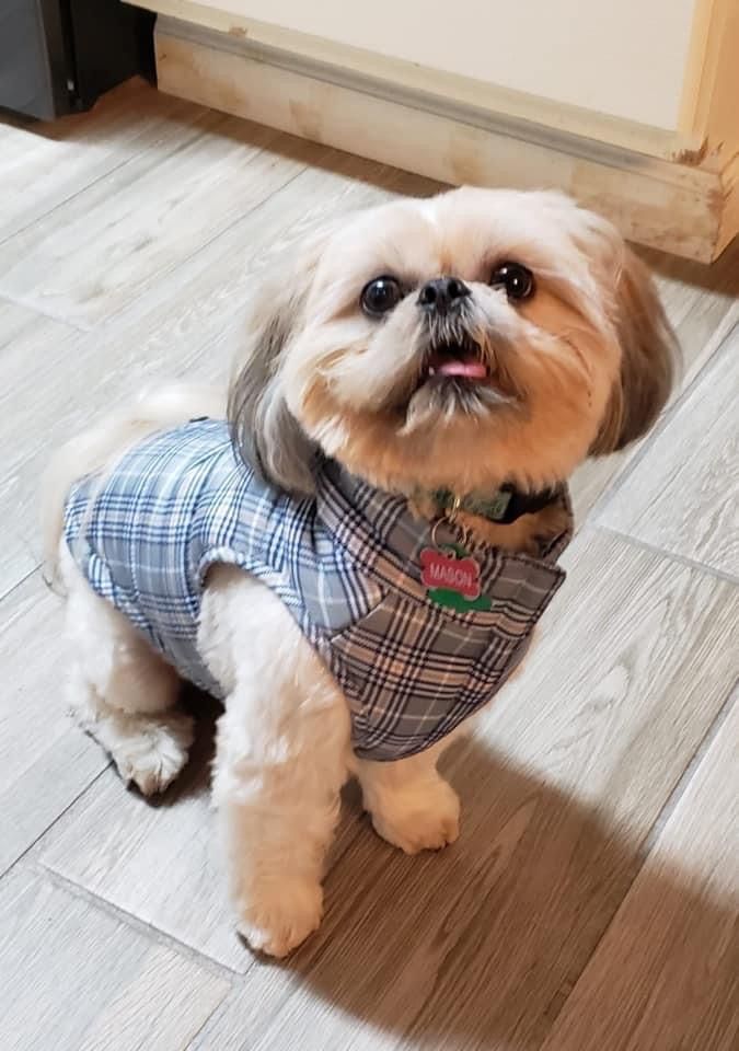 Small white dog wearing plaid vest standing on wooden floor.