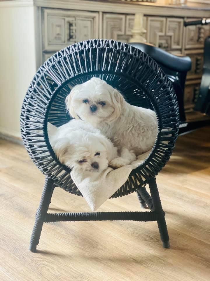 Two white Maltese dogs cuddling in a round navy blue woven chair.