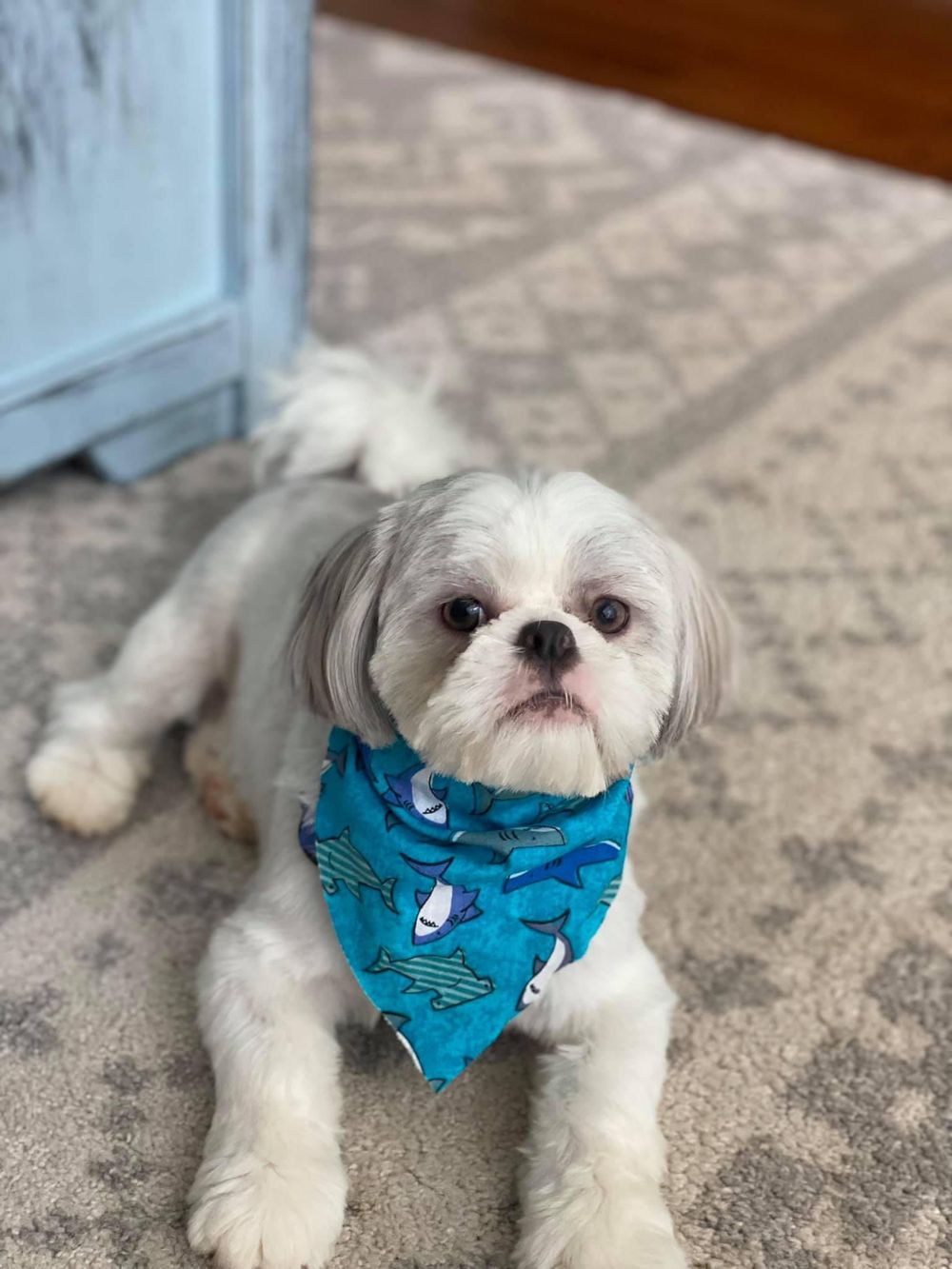 Maltese dog wearing a blue fish-patterned bandana lying on a patterned carpet.