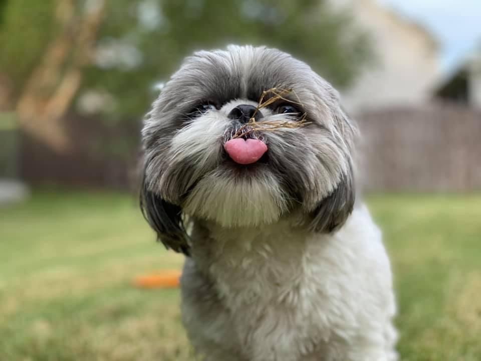 Close-up of a happy Shih Tzu dog sticking tongue out while outdoors.