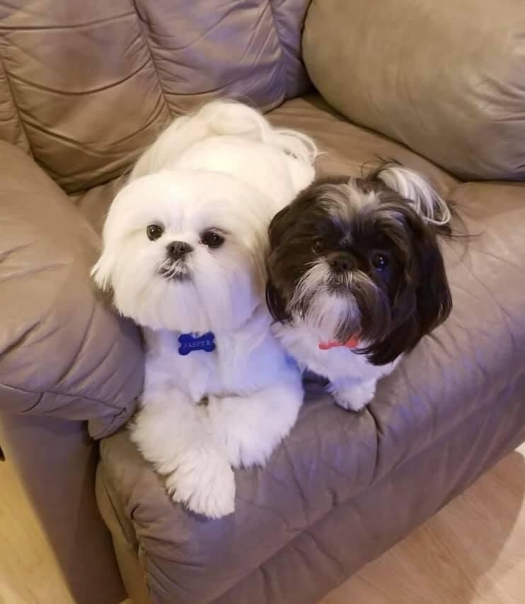 Two small dogs, one white and one dark-colored, lounging together on a gray couch.
