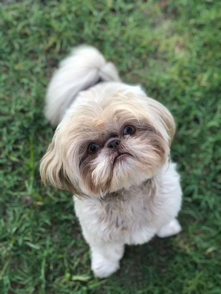 Small white fluffy dog looking upward while sitting in green grass.