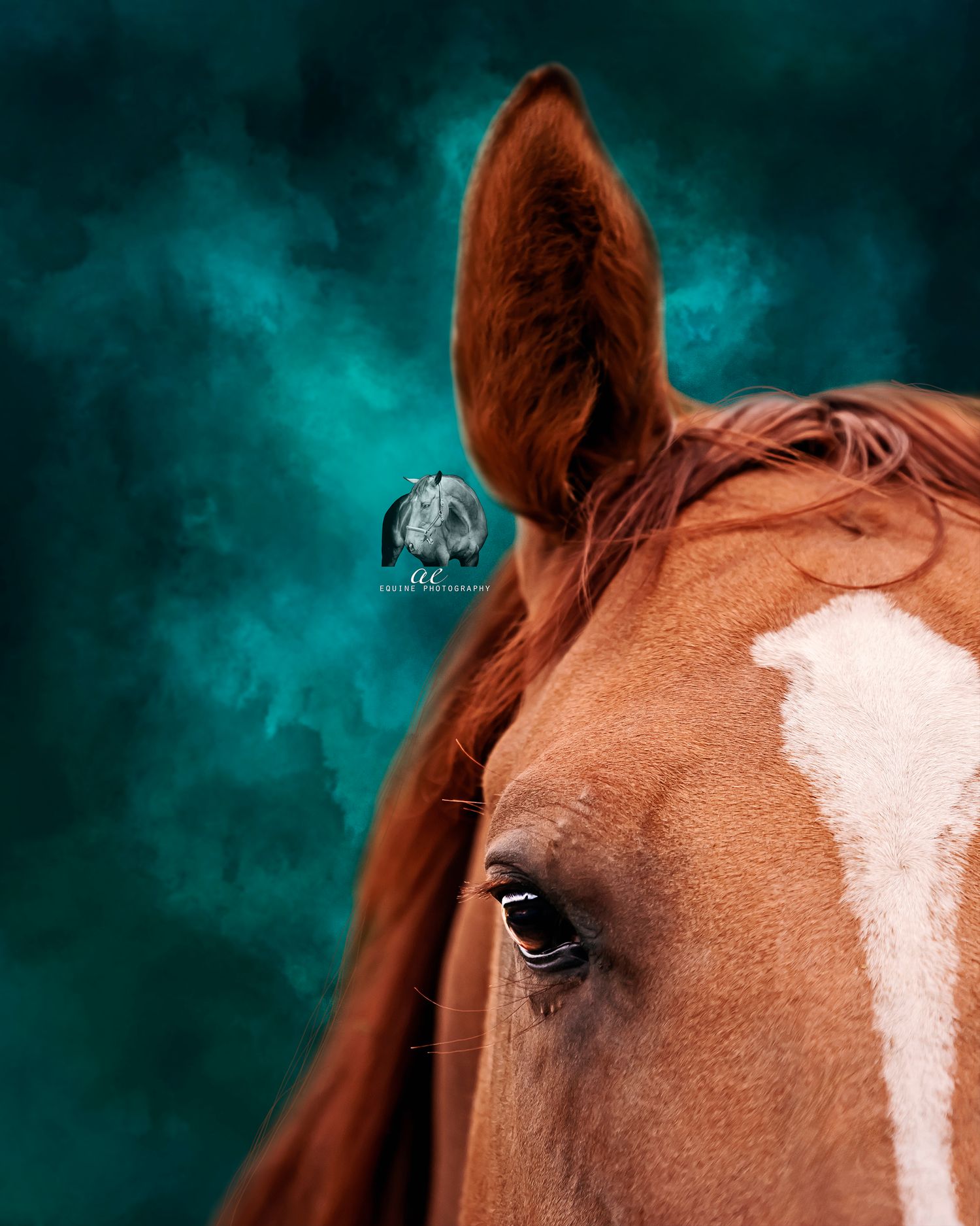 Dramatic equine fine art portraits, highlighting your horse's elegance. Equine black background photographer. Vancouver, BC.