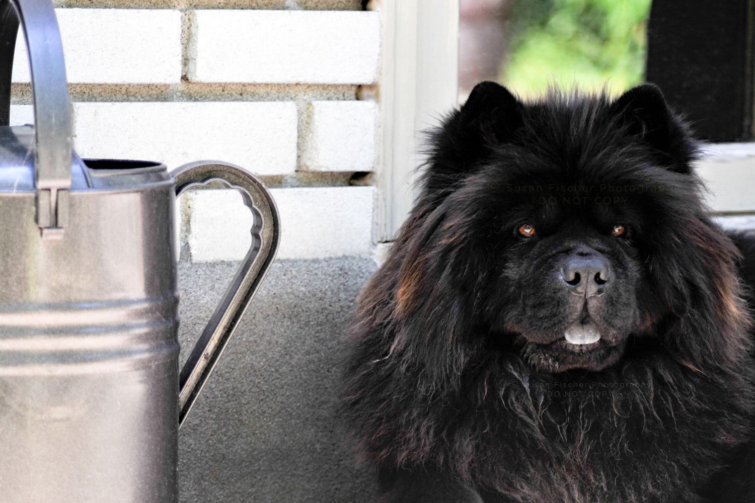 dog, black chow, purple tongue