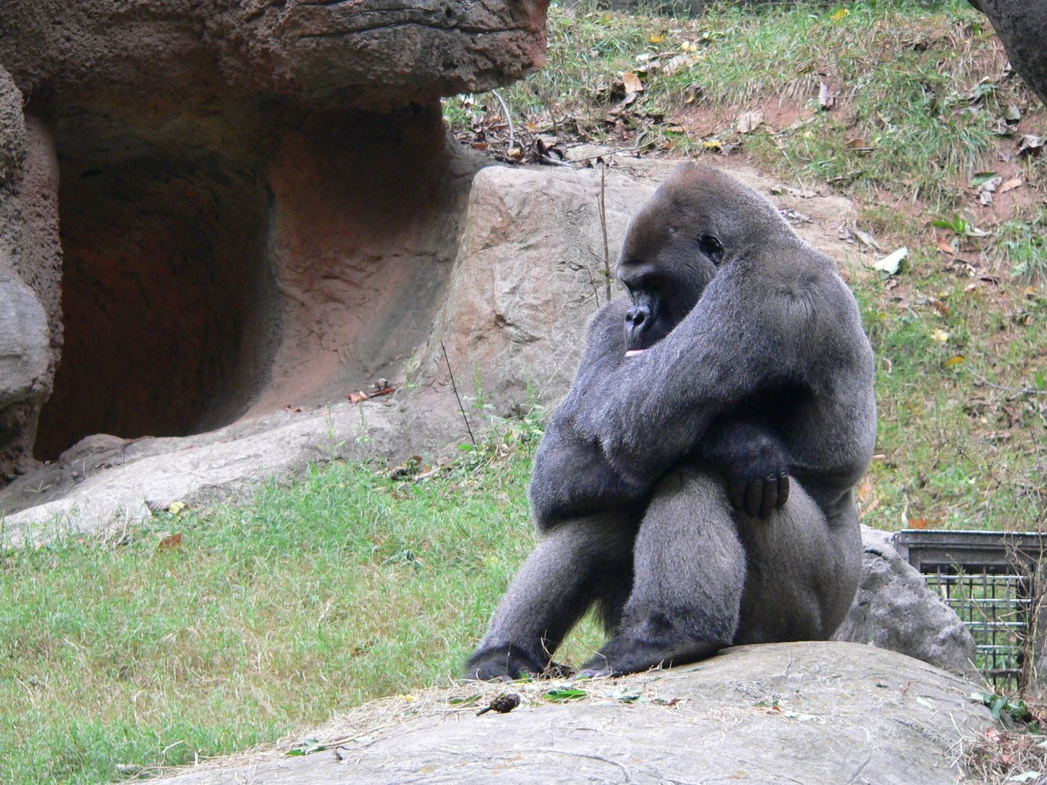 A large silverback gorilla sitting cross-armed on rocks in a zoo enclosure.