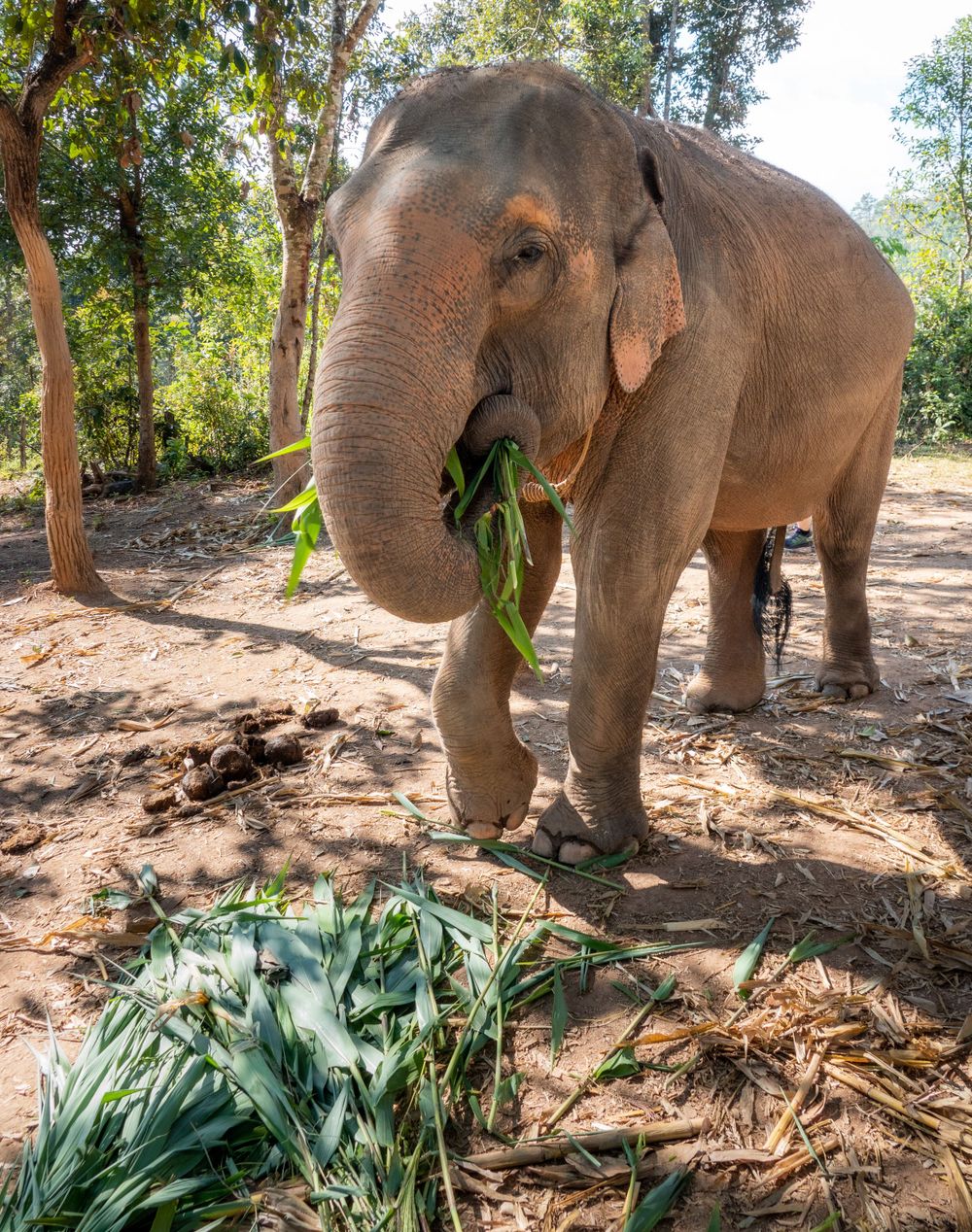 Asian elephant grazing on fresh green vegetation in a wooded sanctuary.