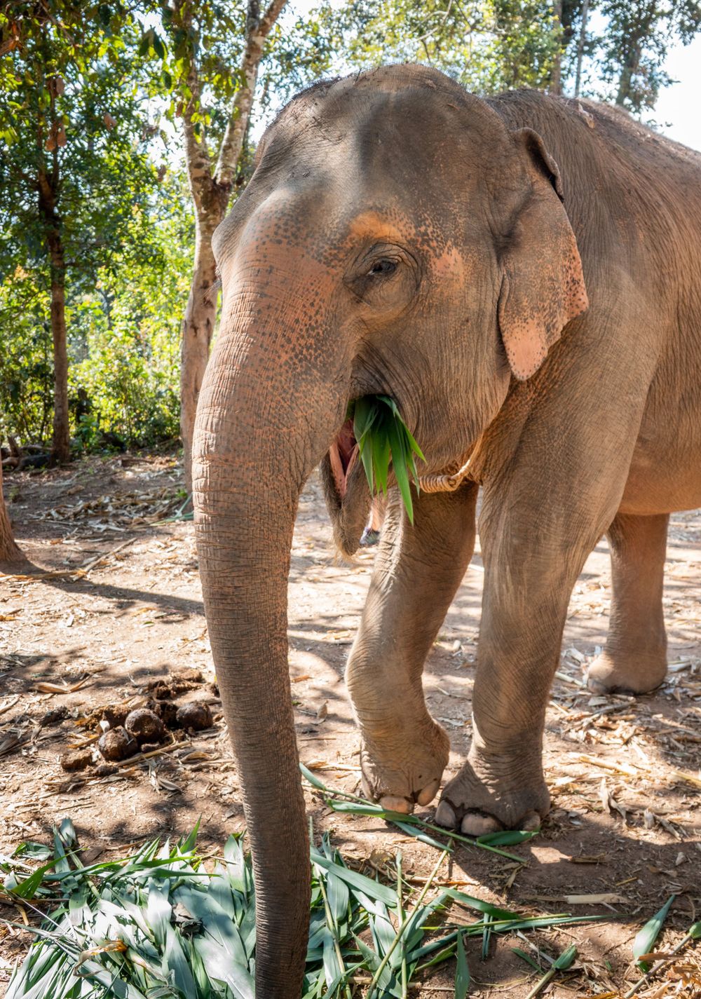 Asian elephant eating bamboo leaves in a sunny forest clearing.