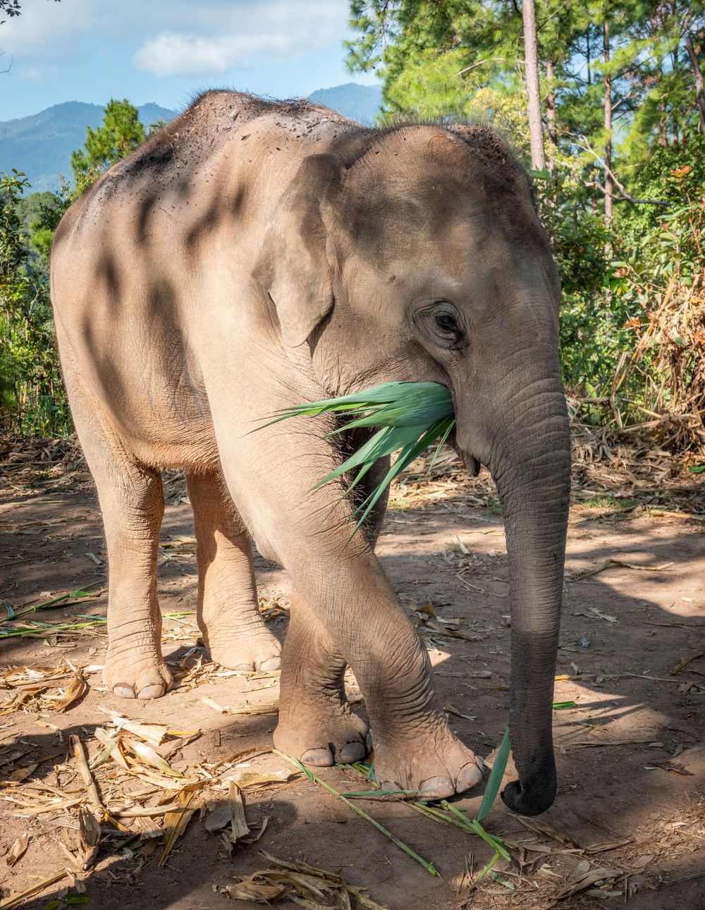 Close-up of an Asian elephant munching on green palm fronds in a forest setting.