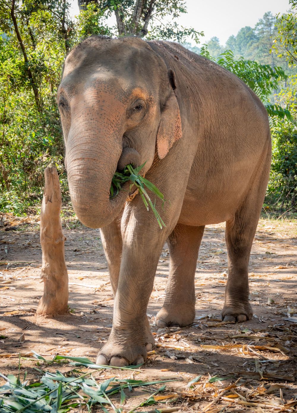 Asian elephant holding bamboo leaves while standing in a sunlit forest.