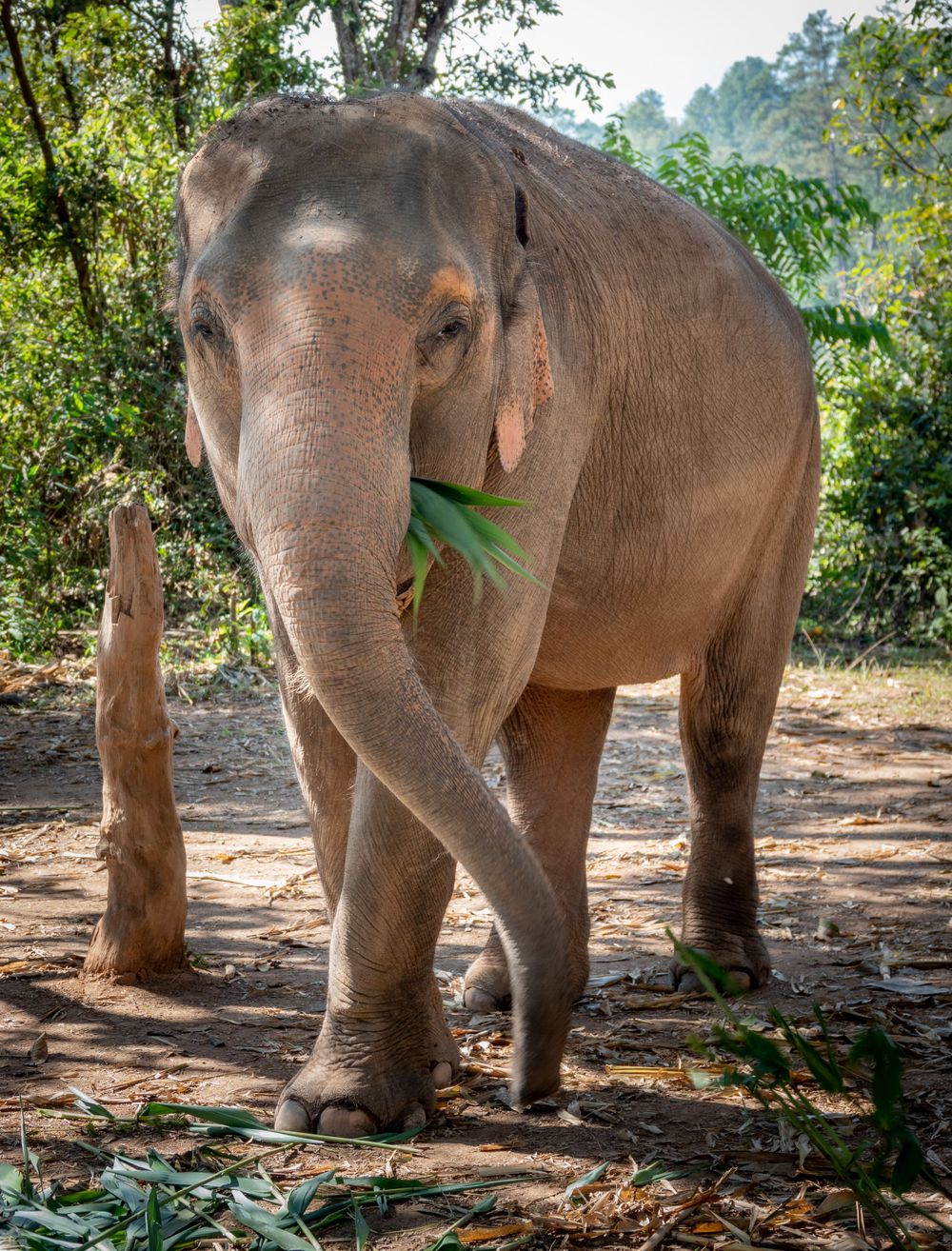Asian elephant with bamboo leaves in its trunk standing in dappled sunlight.