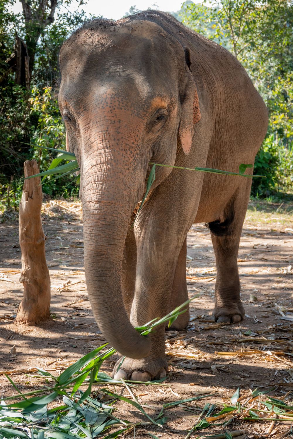 Gentle elephant enjoying fresh bamboo leaves in a natural forest habitat.