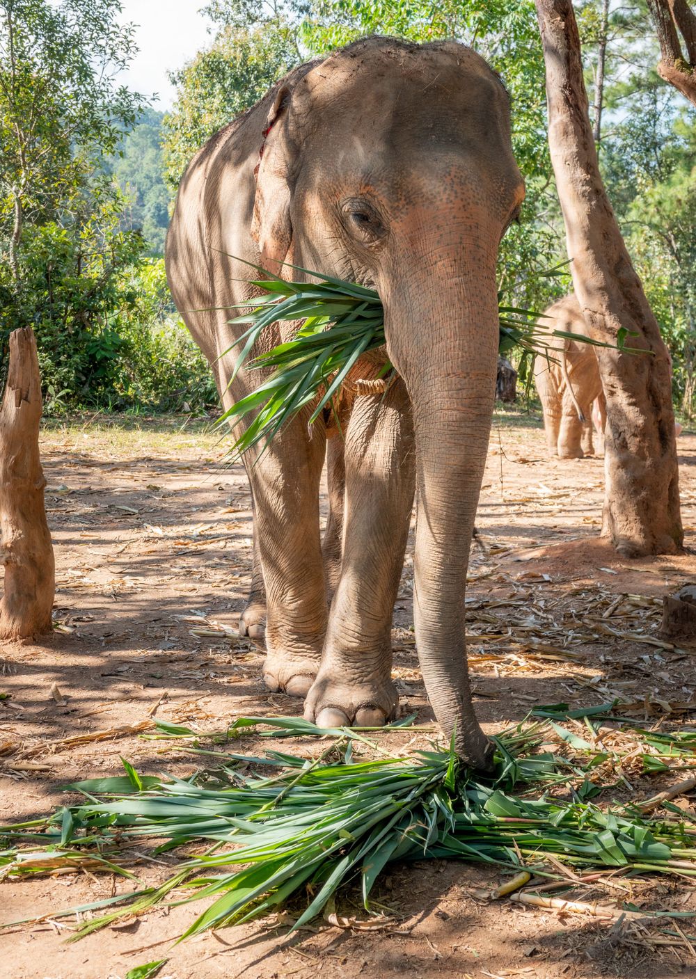 Asian elephant eating green palm fronds while standing in a sunny forest clearing.