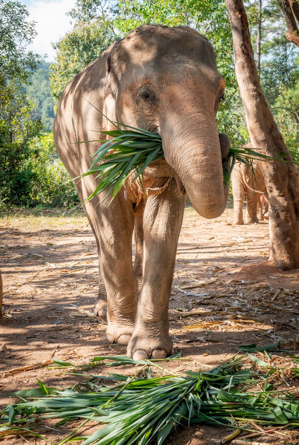 Close up of an elephant munching on fresh palm leaves in a wooded sanctuary.