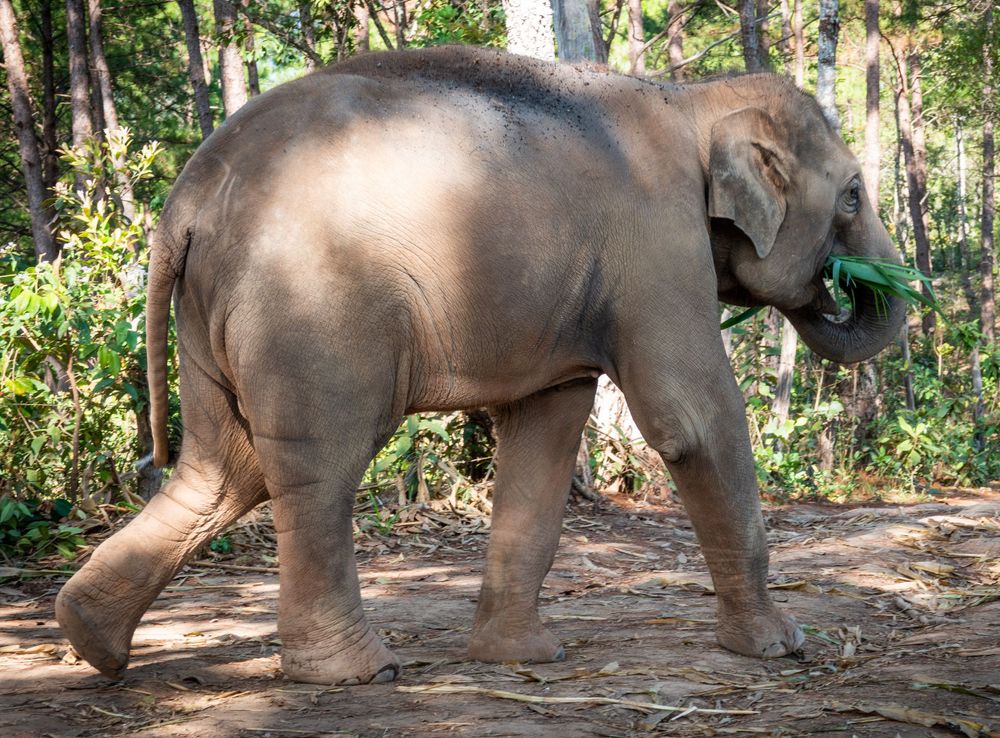 Young elephant walking through a forested area while carrying green vegetation.