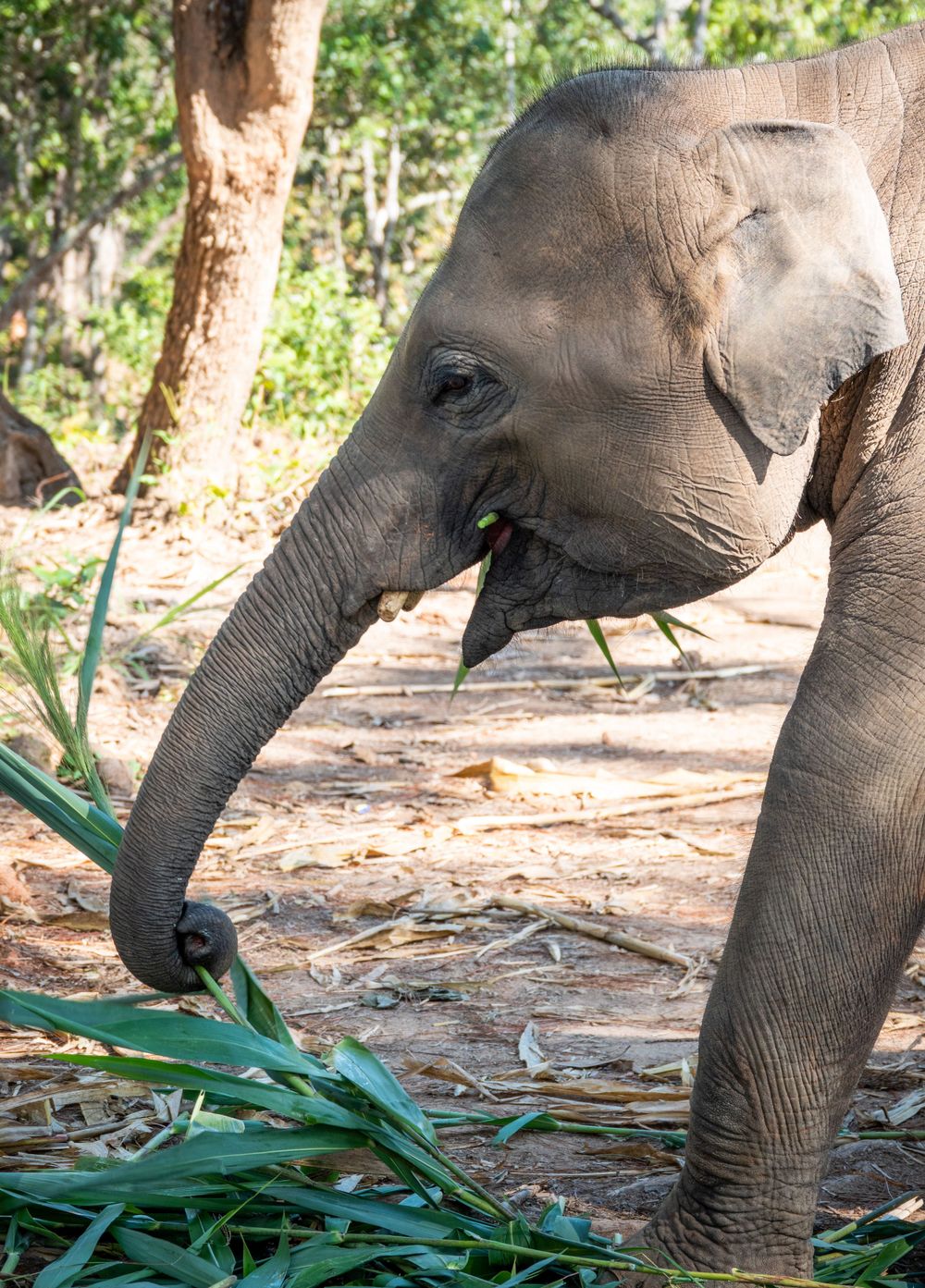 Elephant using its trunk to grab fresh green vegetation from the ground.