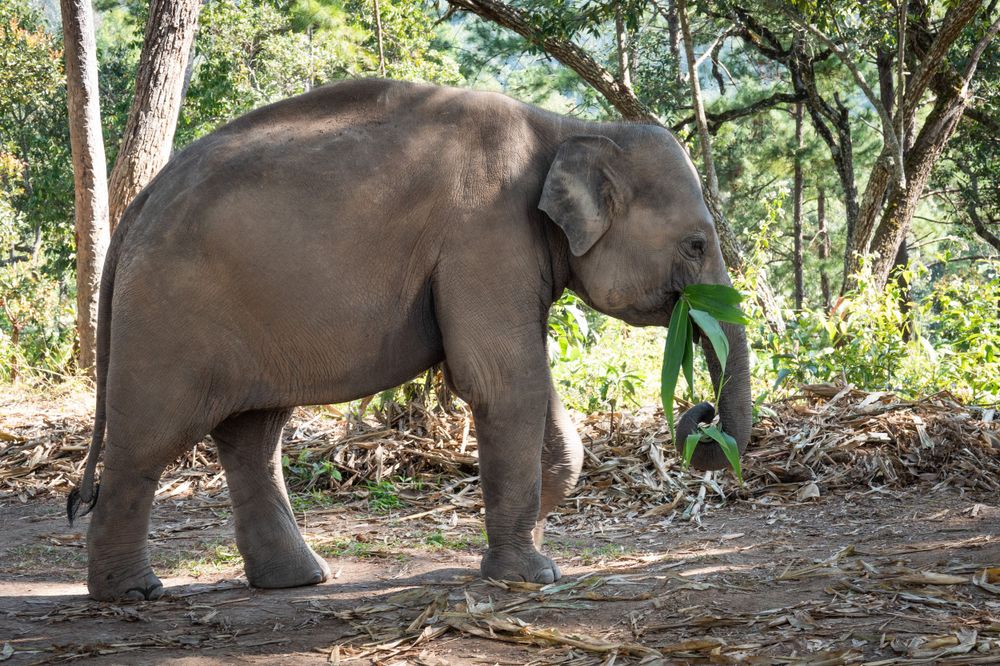Small elephant carrying green leaves in its trunk while walking on a forest path.