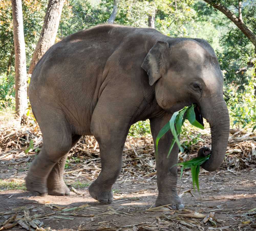 Young elephant holding green vegetation in its trunk while standing in dappled sunlight.