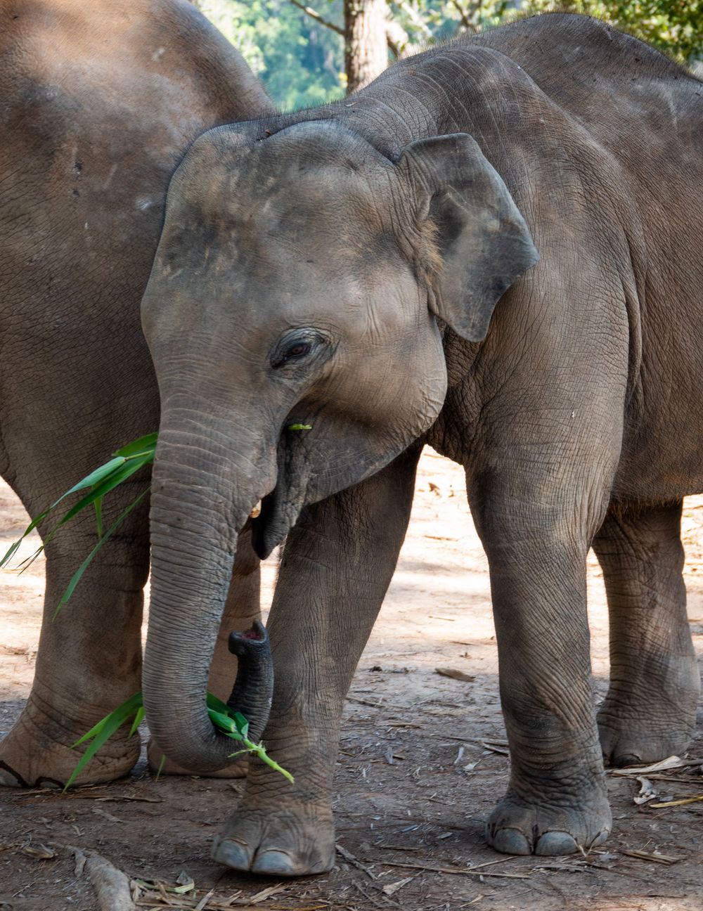 Baby elephant grasping green leaves with its trunk while standing next to another elephant.