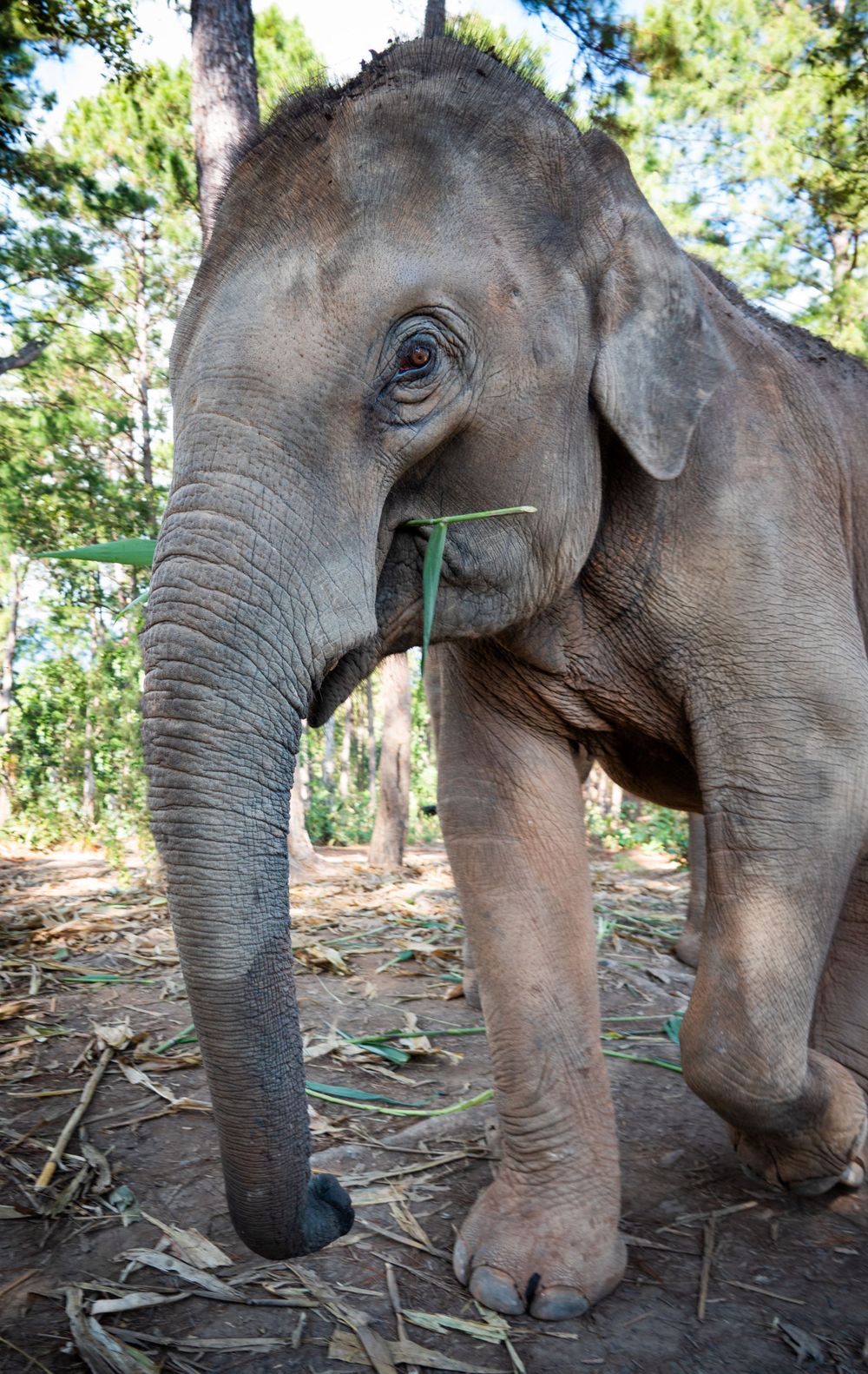 Close-up profile of an elephant holding a piece of green vegetation in its trunk.