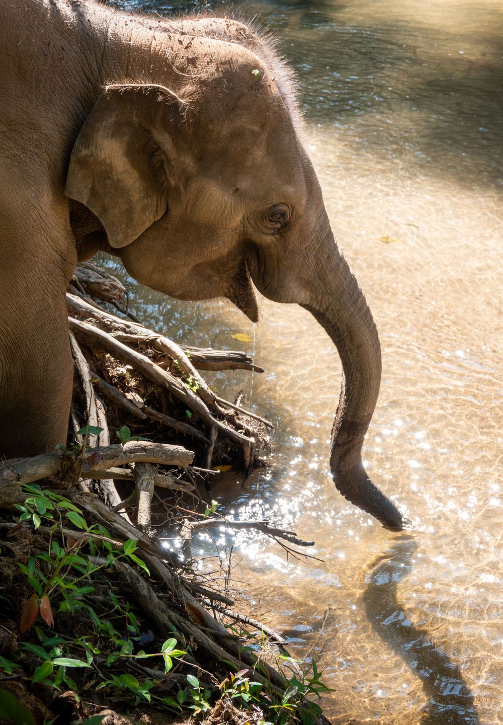 Elephant playing in muddy water at the edge of a river bank.