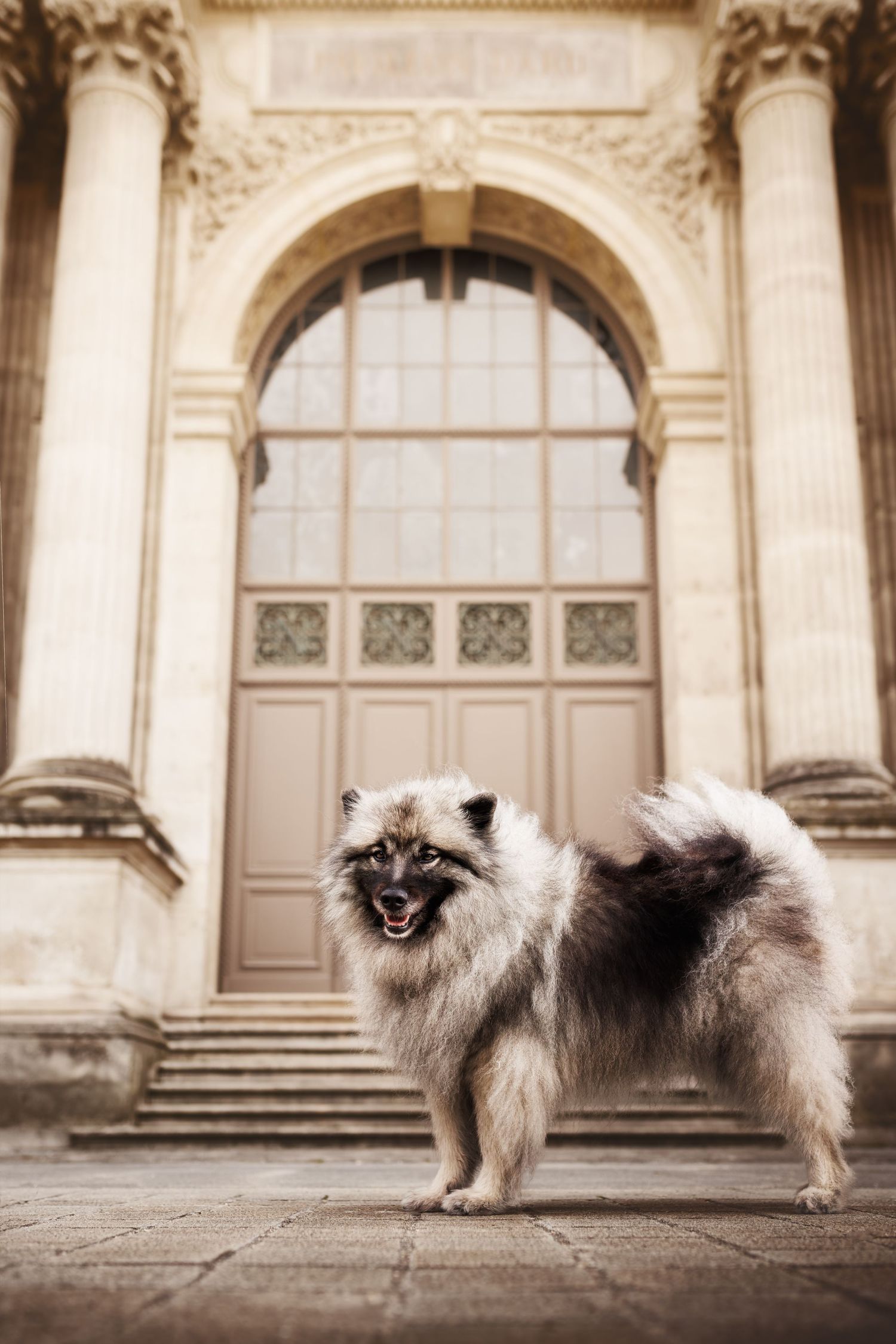 Keeshond dog standing proudly in front of grand classical architecture with ornate details.