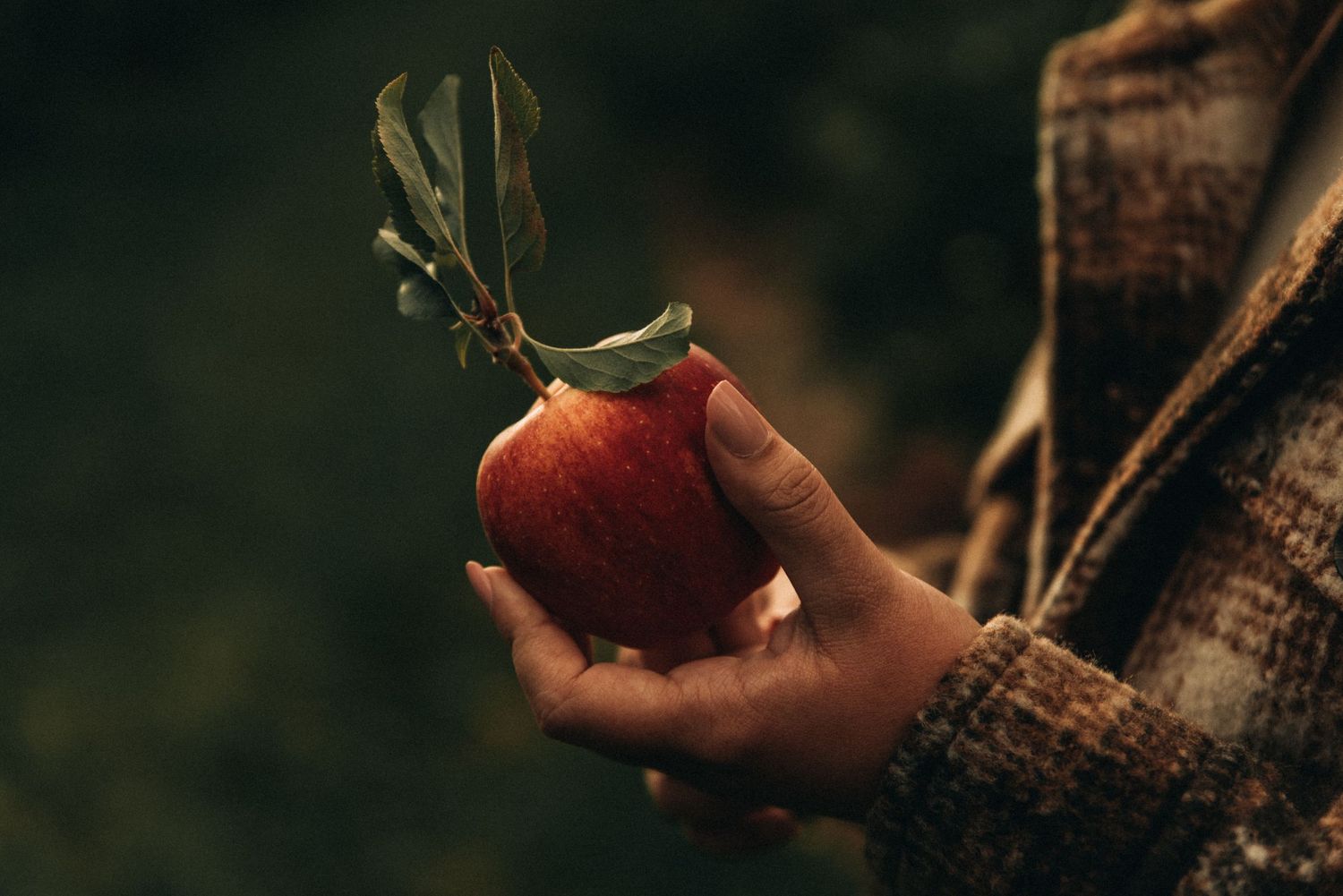 Hand in brown sweater holds a freshly picked red apple with stem and leaves attached.