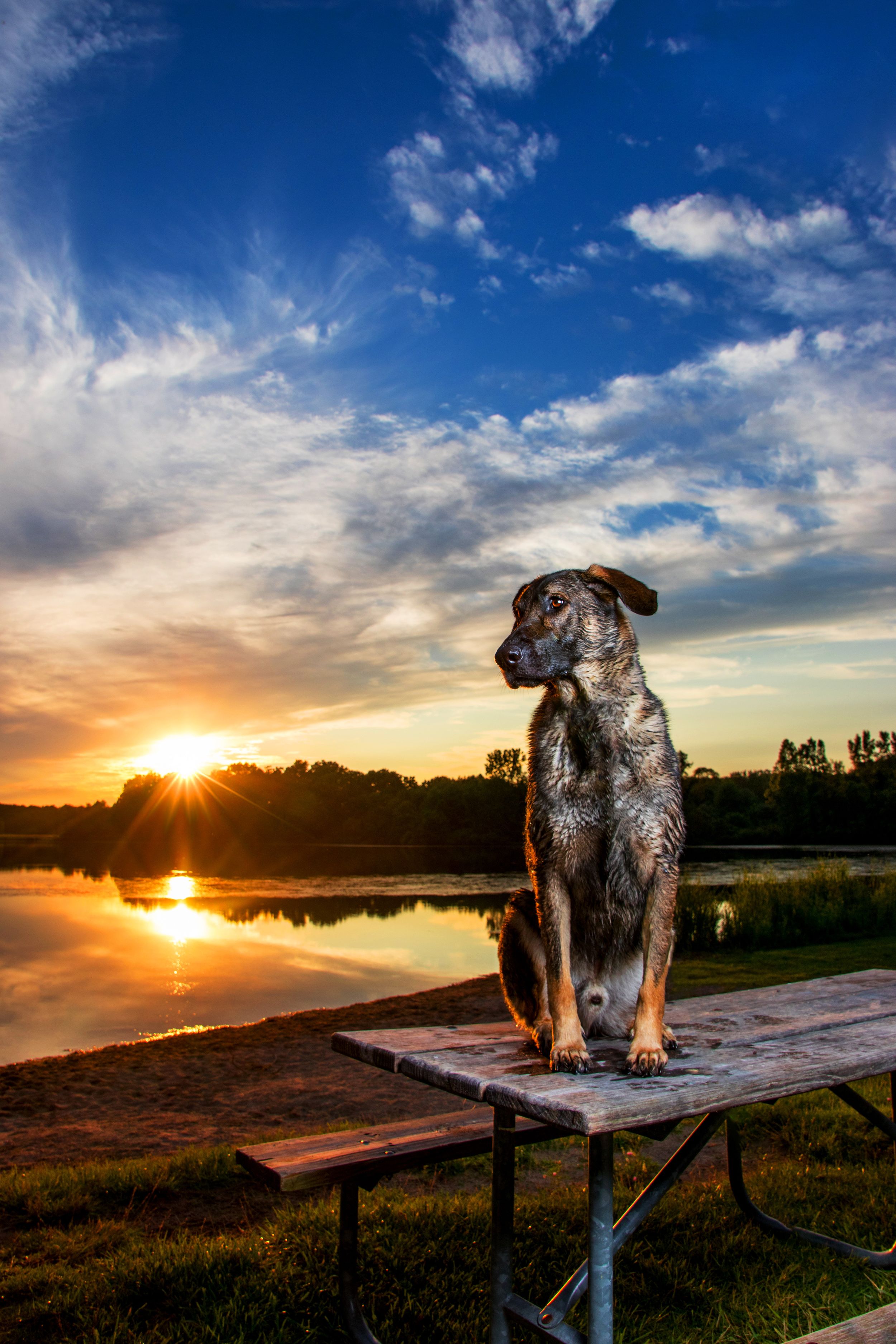 Dog sits majestically on picnic table against stunning lakeside sunset with dramatic clouds.