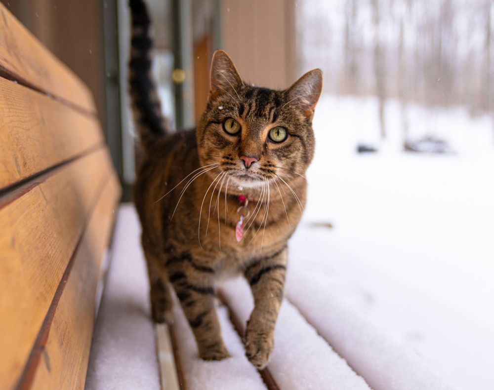 Pet photography by The Iconic Photograph.