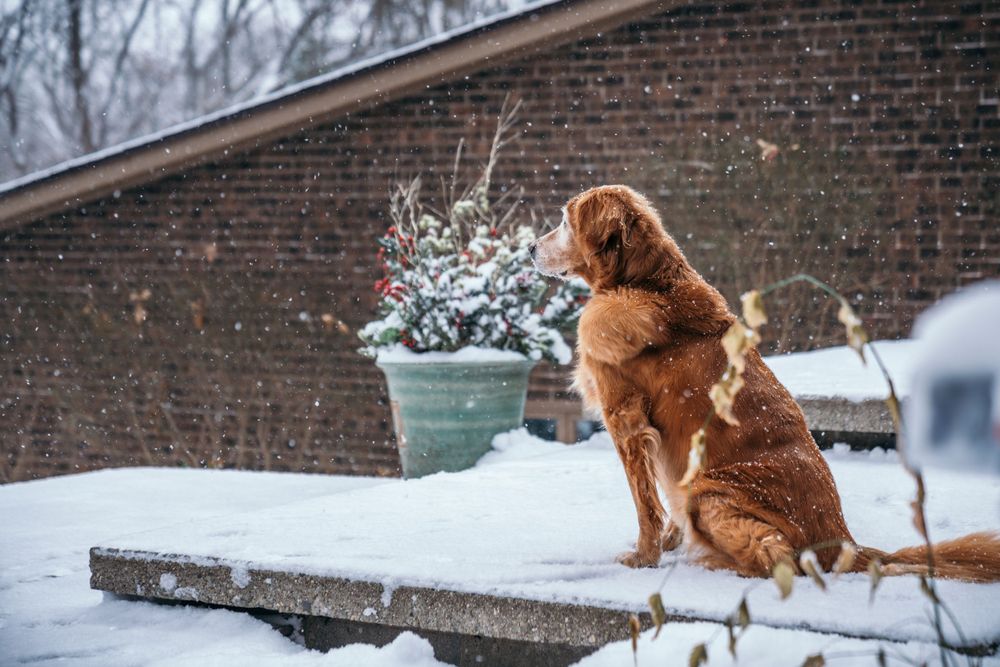 Pet photography by The Iconic Photograph.