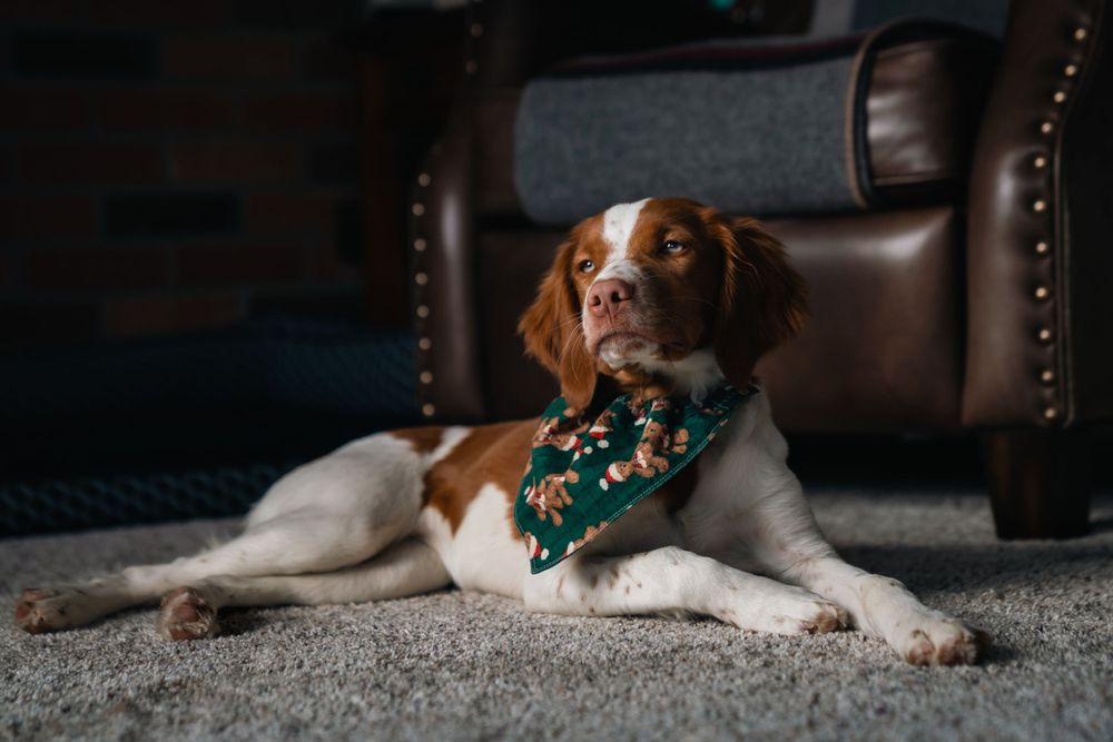 Pet photography by The Iconic Photograph.