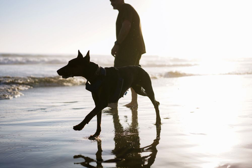 Pet photography by The Iconic Photograph.