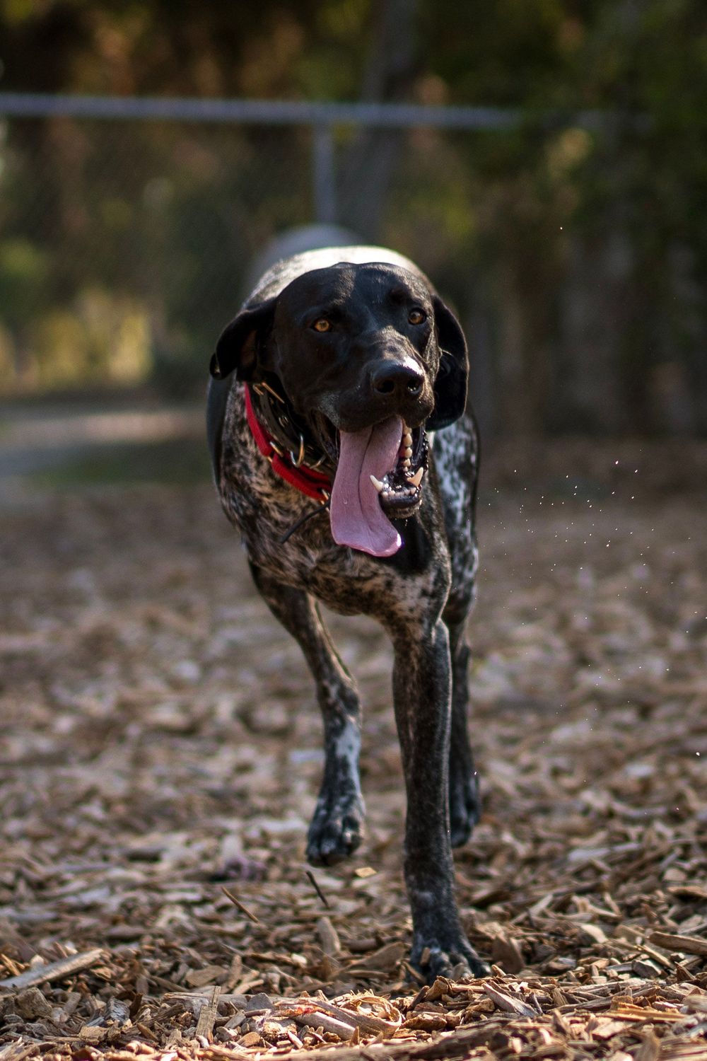 Pet photography by The Iconic Photograph.