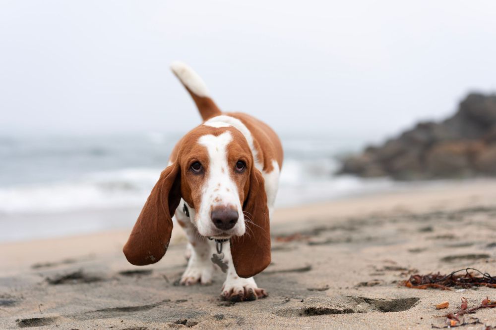 Pet photography by The Iconic Photograph.