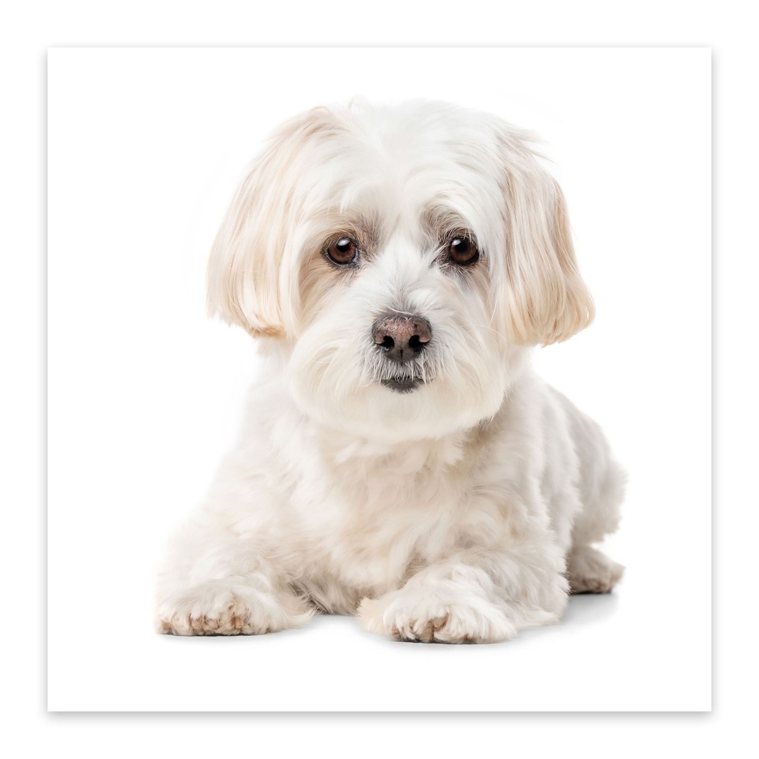 White Maltese dog with fluffy fur sitting against white background.