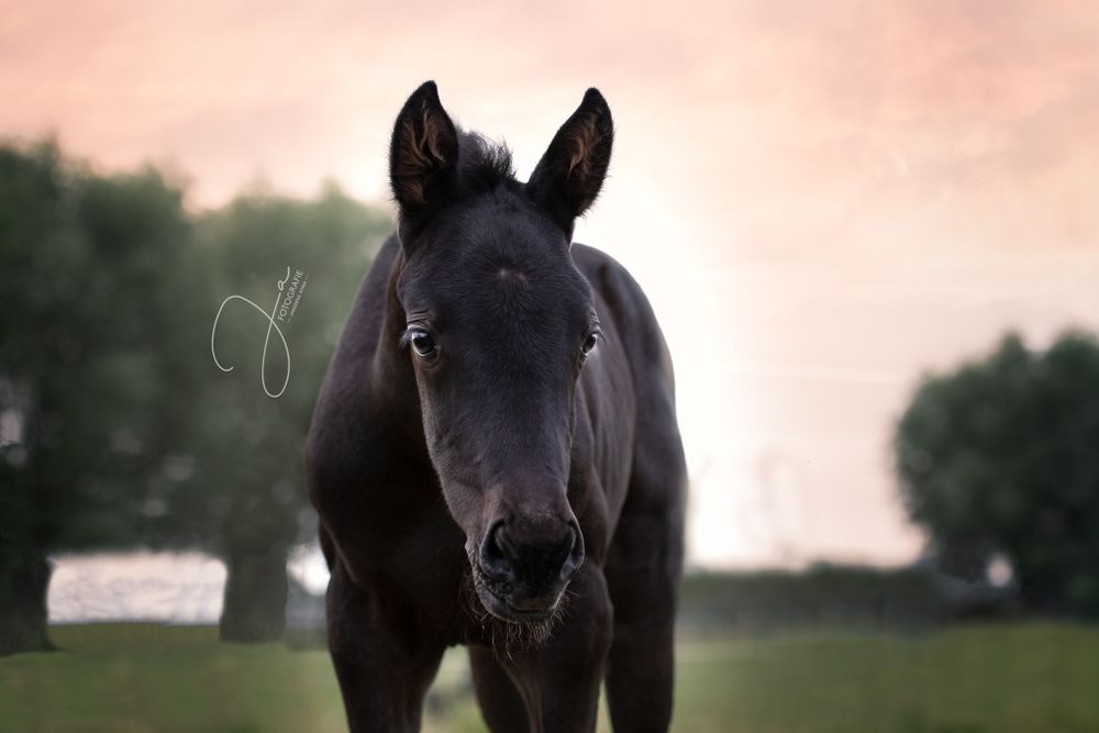 Paardenfotografie België  portret van veulen in de natuur — JA Fotografie