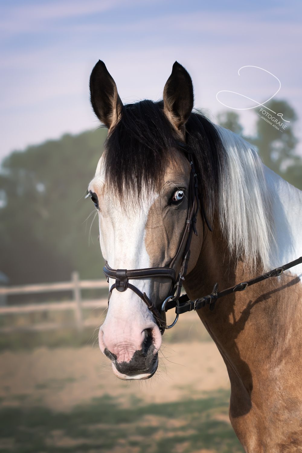 Paardenfotografie België  portret van paard in de piste — JA Fotografie