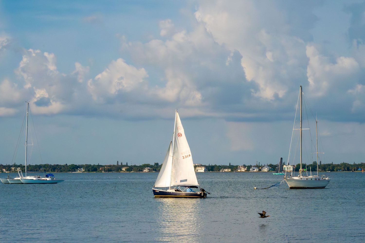 White sailboat gliding across calm waters with other boats in the background.