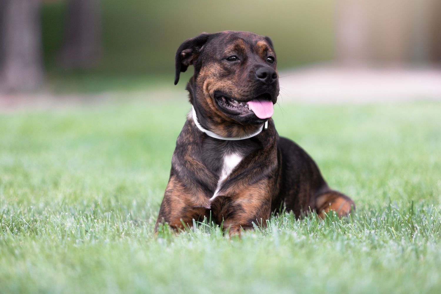 portrait pet photos utah