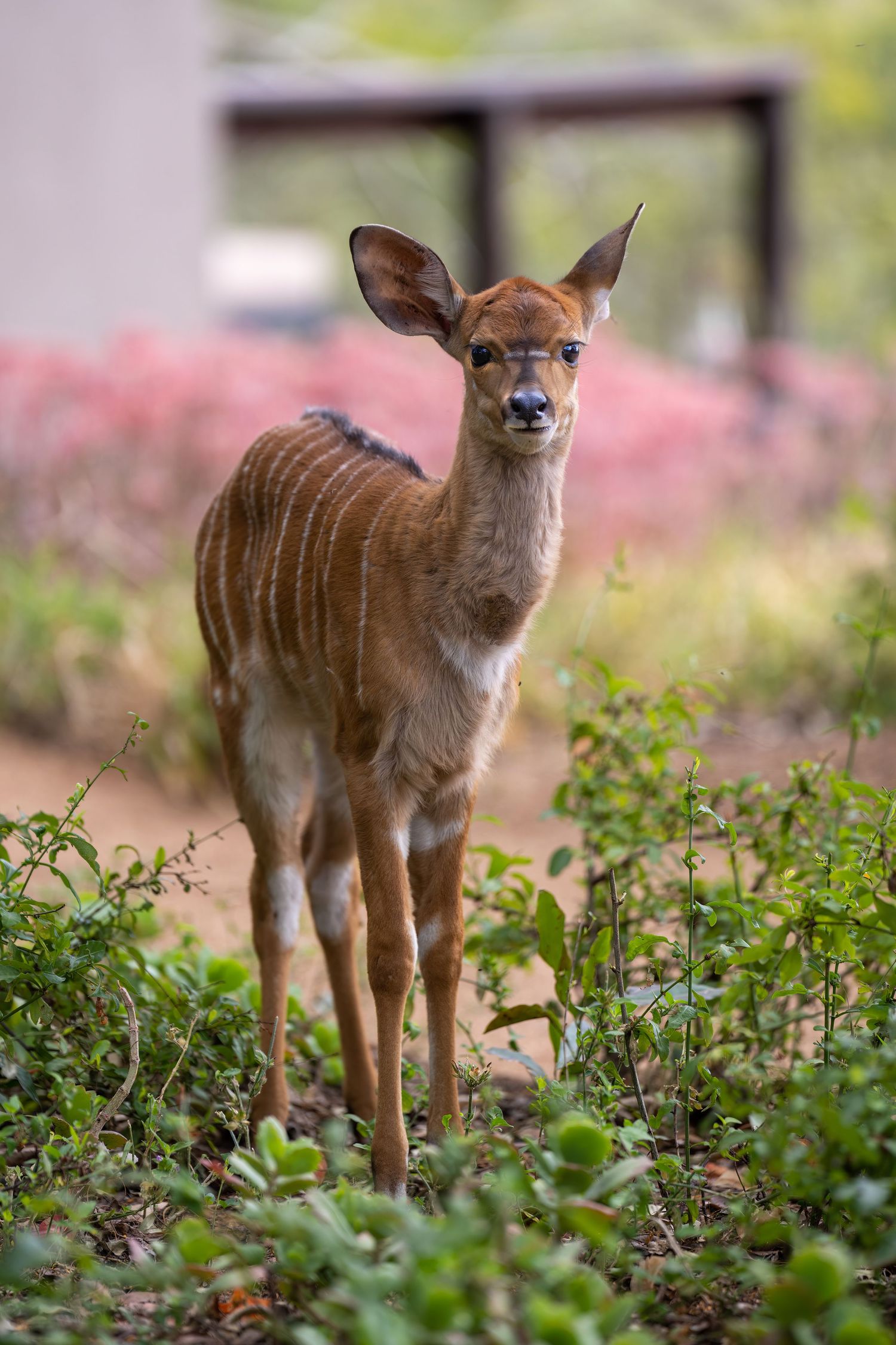 Small nyala antelope with reddish-brown fur standing among green foliage and pink flowers.