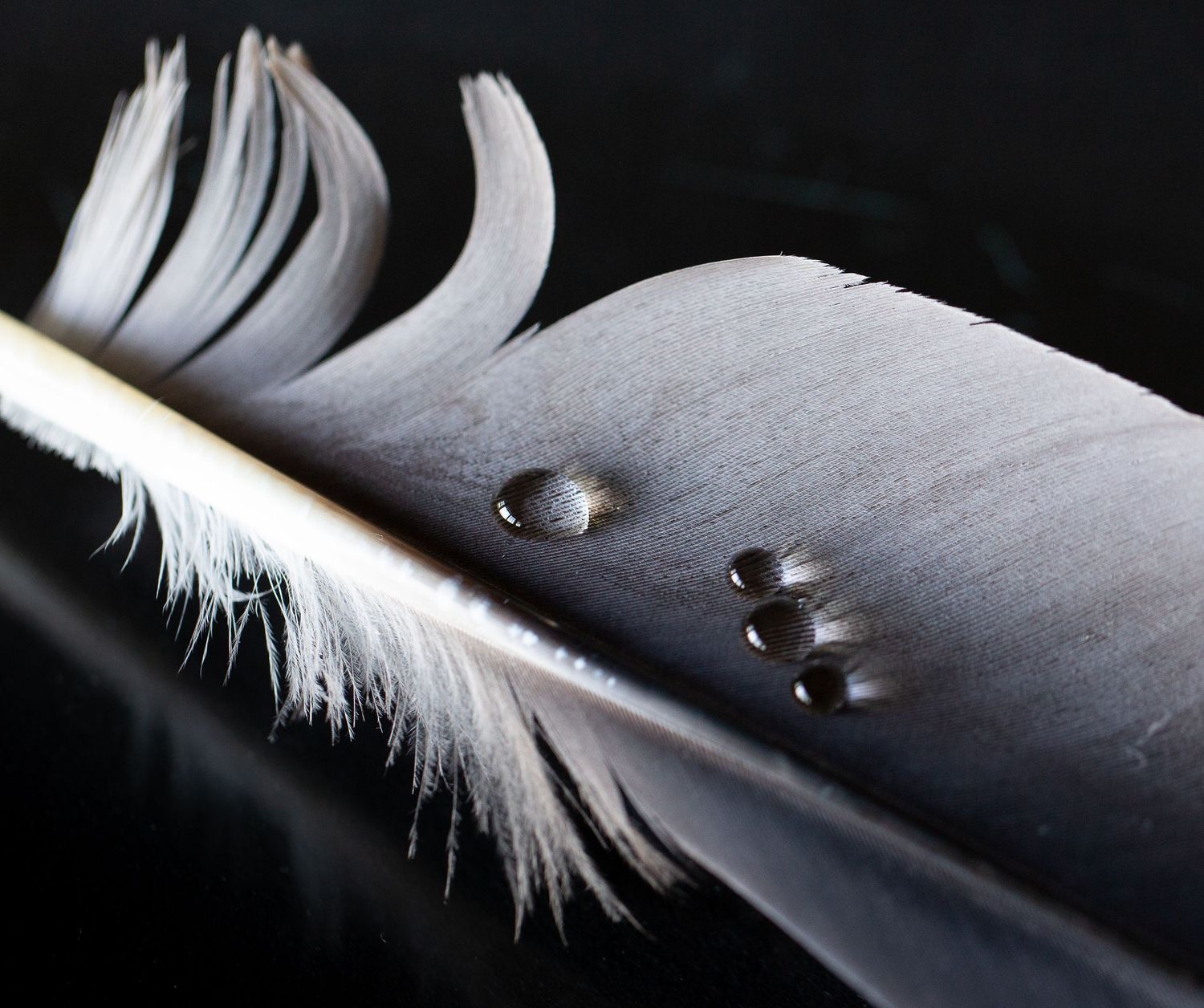Macro Photgraphy with feather