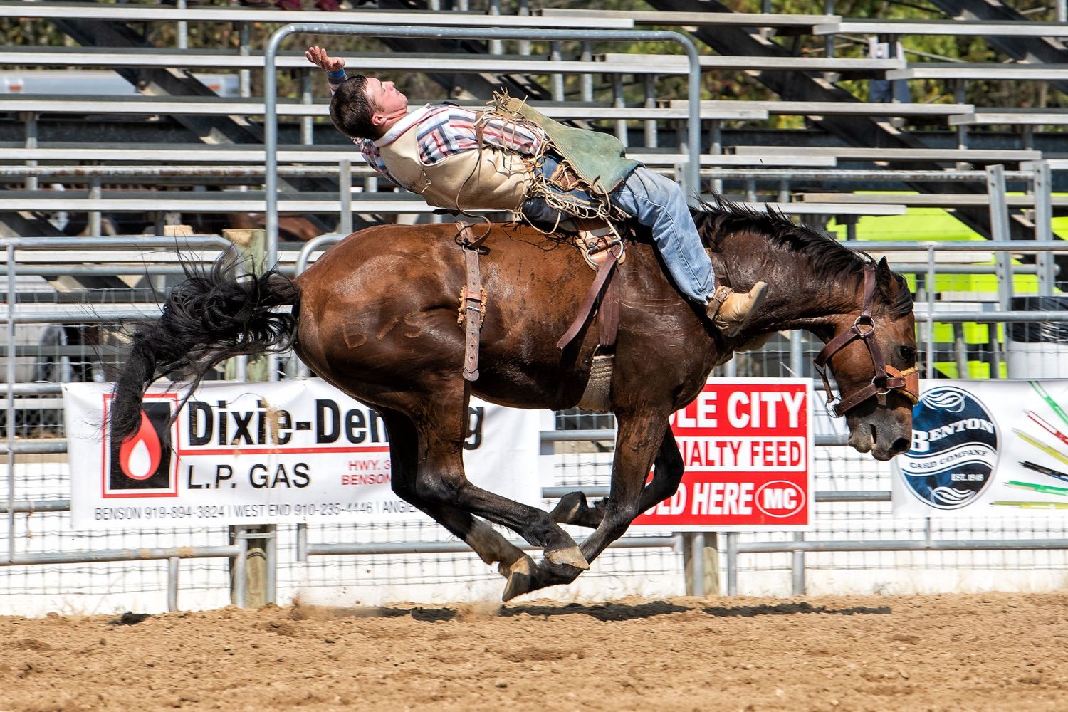 Bareback Bronc rider at Benson Mule Days Rodeo