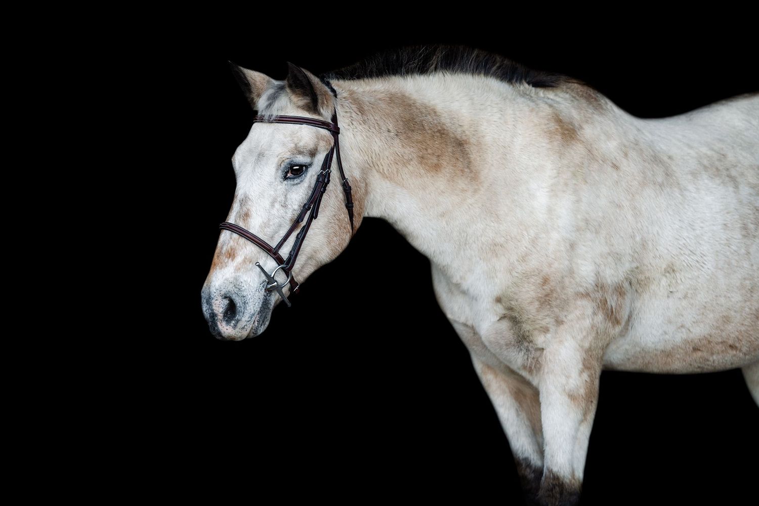 buckskin roan lesson pony, black background portrait