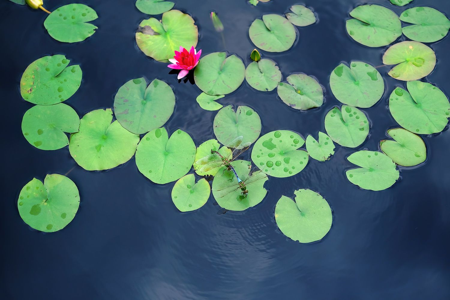 Dragonflies mating on water lily pads