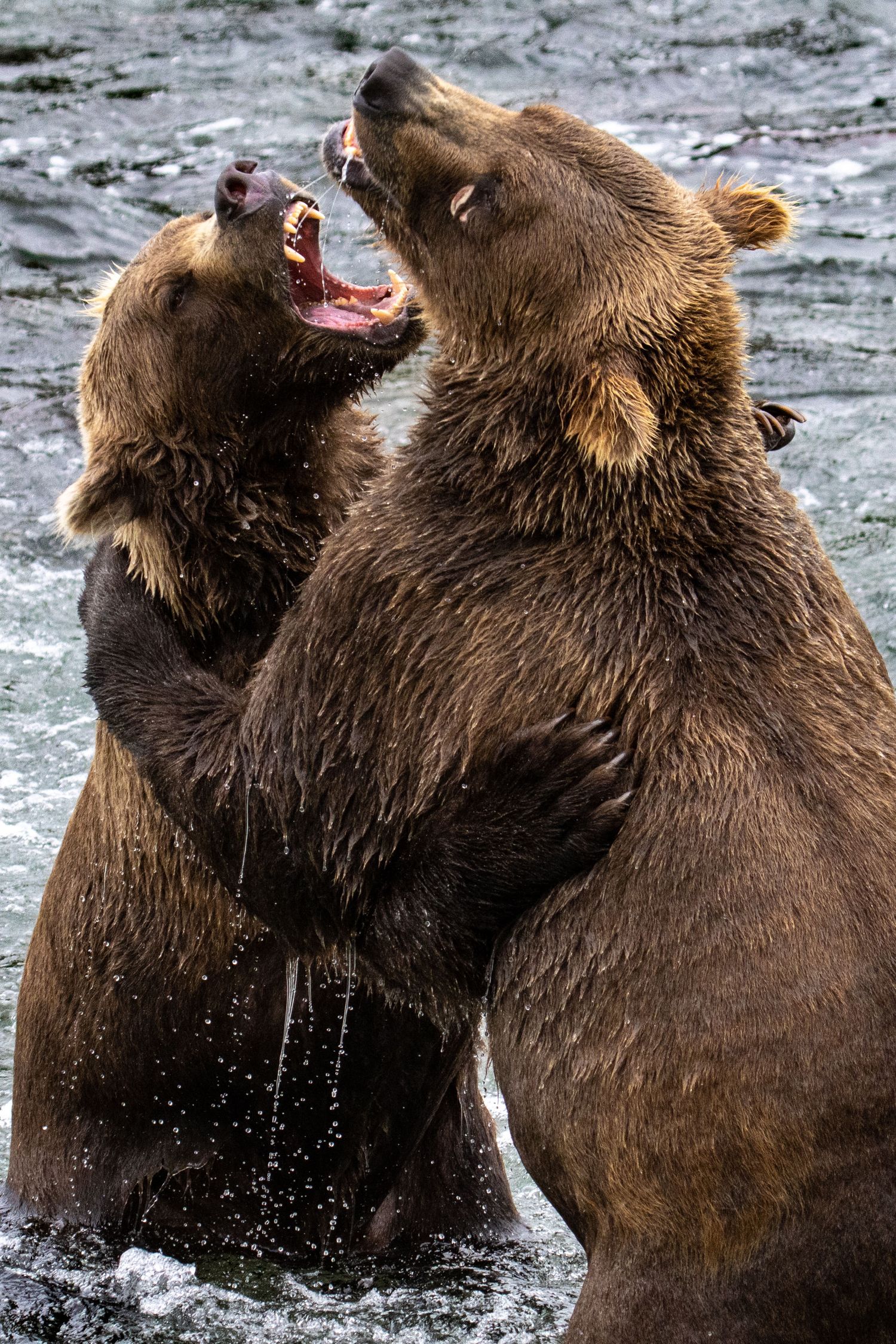 Cory J. Cravatta photo of two Alaskan Brown Bears (Grizzly Bears) fighting at Brooks Falls, Katmai National Park, Alaska